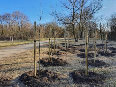 Kezdődnek a tavaszi faültetések - 76 kőrist ültettek a Sóstó Vadvédelmi Központ mellett